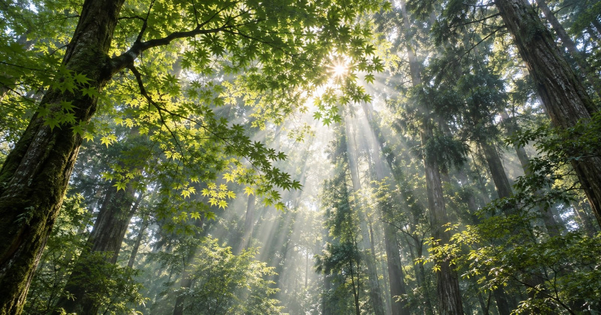 Sunlight streaming through the leaves of a Japanese forest