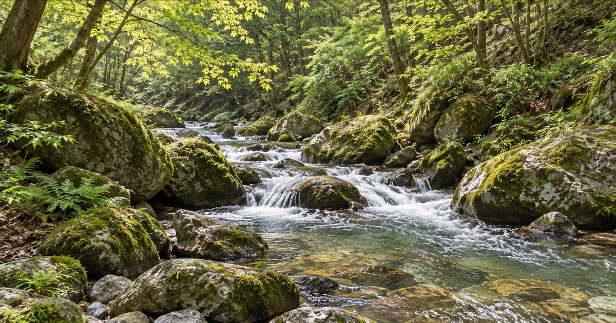A clear mountain stream running over mossy rocks in a green Japanese forest